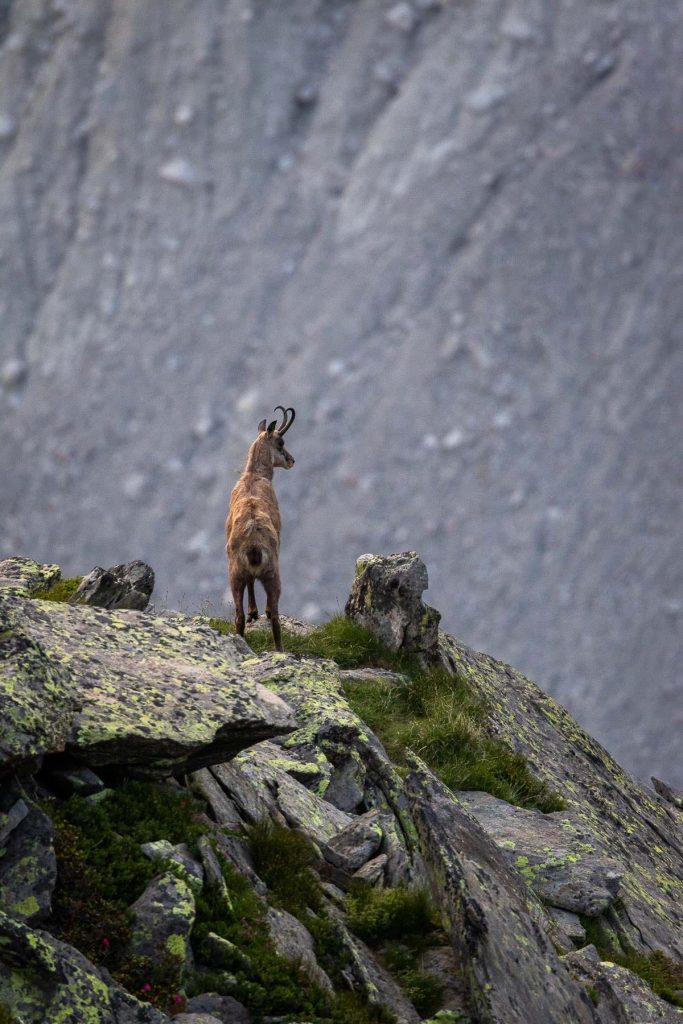 Chamois au Signal Forbes devant les drus - Photo par Alexandre Gendron