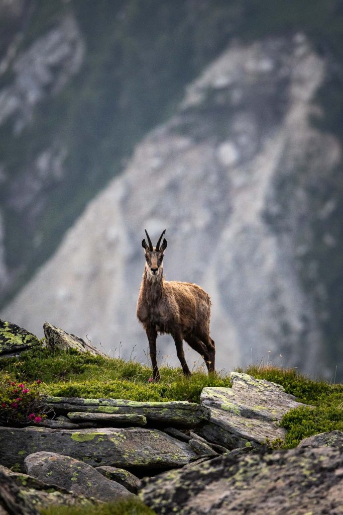 Chamois au Signal Forbes devant les drus - Photo par Alexandre Gendron