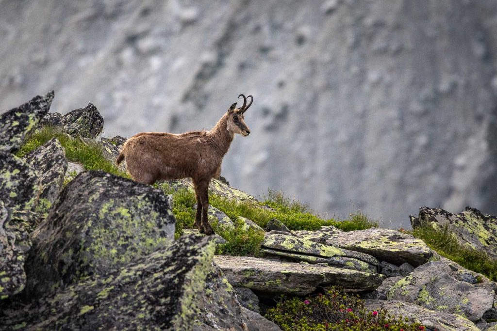 Chamois au Signal Forbes devant les drus - Photo par Alexandre Gendron