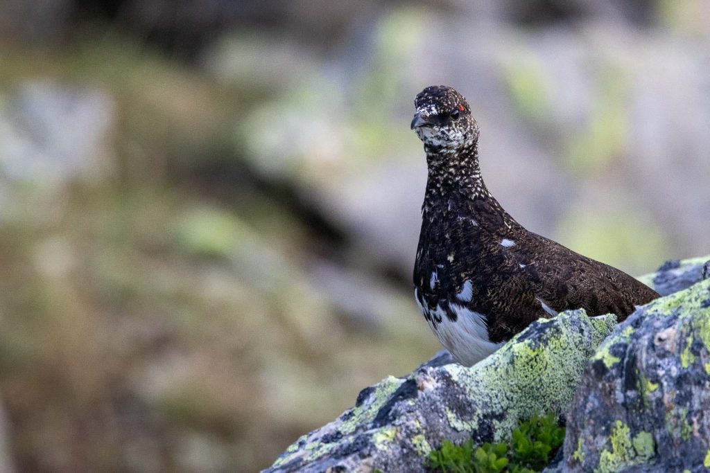 Lagopède au Signal Forbes devant les drus - Photo par Alexandre Gendron