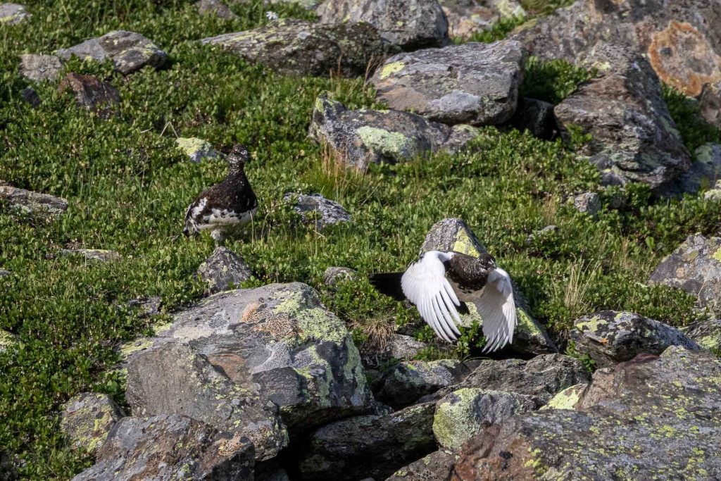 Lagopède au Signal Forbes devant les drus - Photo par Alexandre Gendron