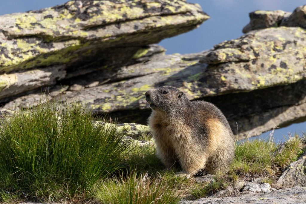 Marmottes au Signal Forbes devant les drus - Photo par Alexandre Gendron