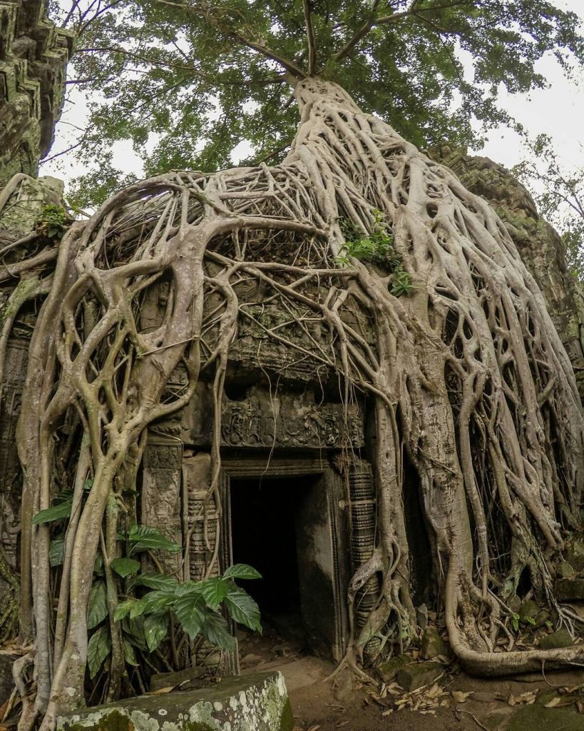 Temple envahi par les racines, voyage à vélo en Asie du Sud-Est
